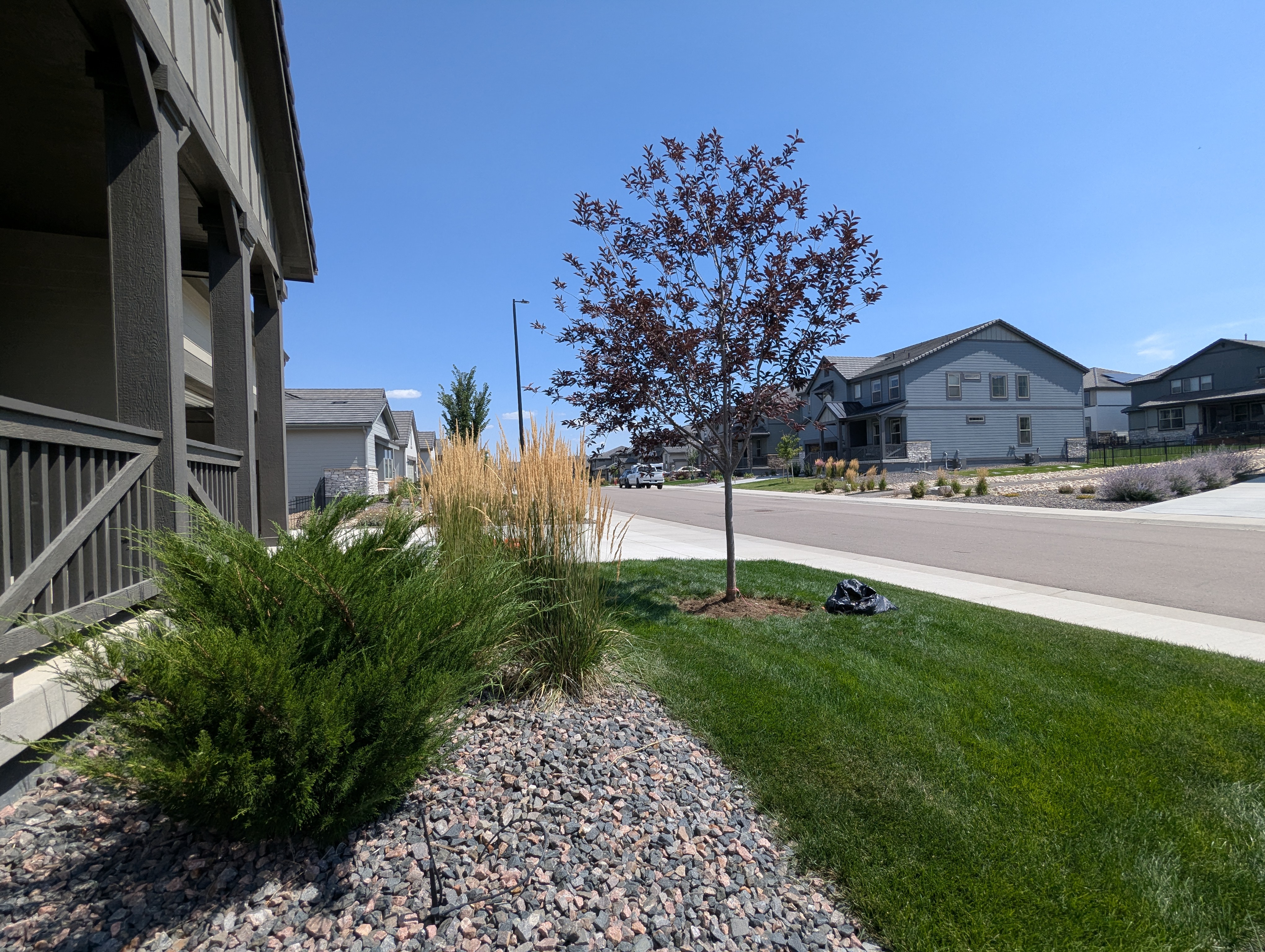 Tree Ring, Home Improvement, Morrison, Colorado